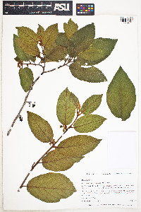 Image of Colubrina arborescens