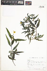 Image of Wedelia fruticosa