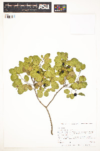 Image of Krugiodendron ferreum