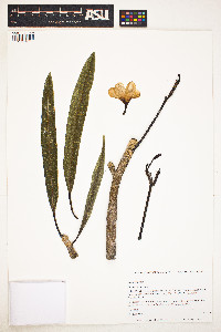Image of Plumeria alba