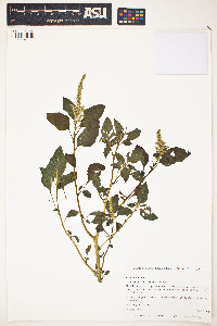 Image of Amaranthus dubius