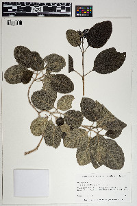 Image of Pisonia albida