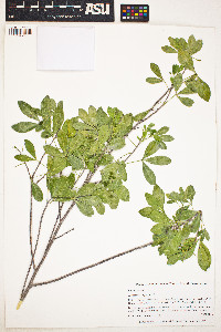 Image of Hypelate trifoliata