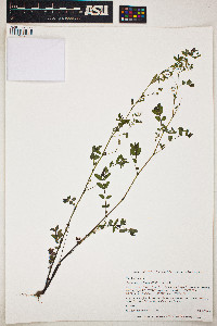 Chamaesyce hyssopifolia image