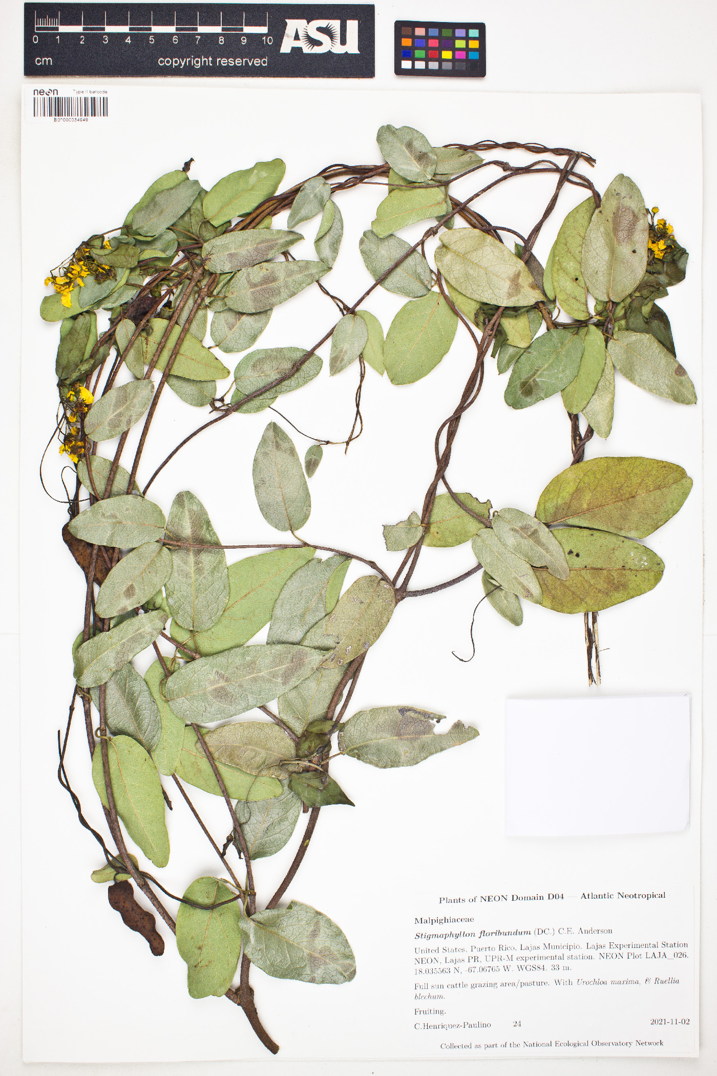 Stigmaphyllon floribundum image