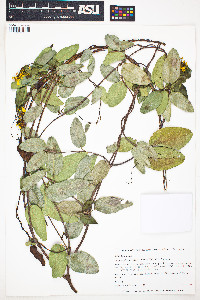 Stigmaphyllon floribundum image