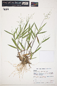 Panicum oligosanthes image