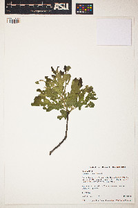 Quercus stellata image