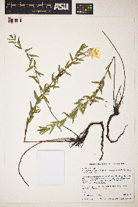 Oenothera hartwegii subsp. fendleri image