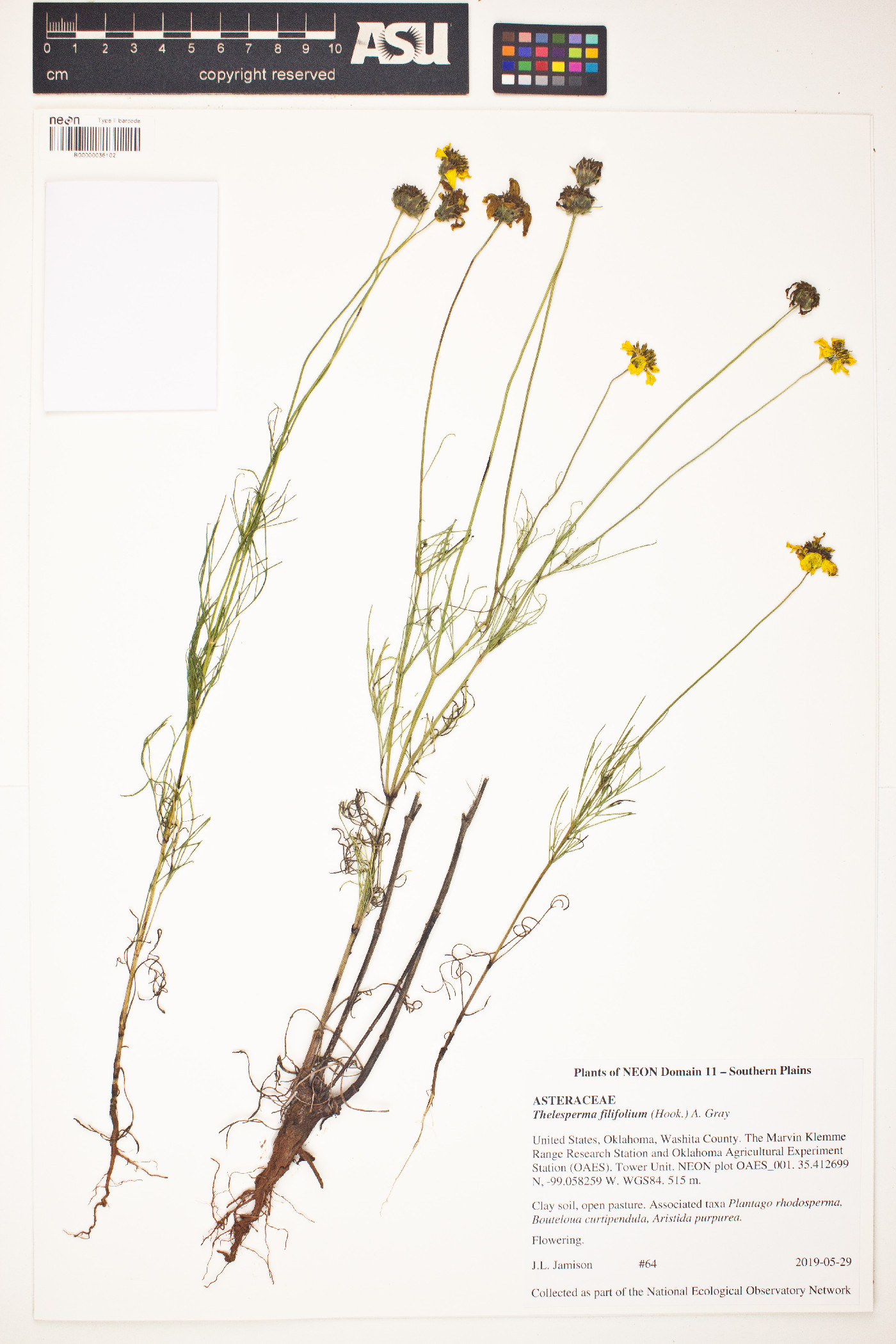 Thelesperma filifolium image