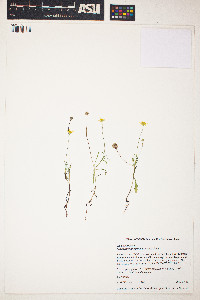 Image of Tetraneuris linearifolia