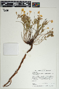 Oenothera hartwegii image