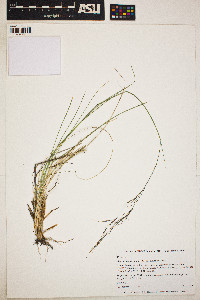 Image of Stipa richardsonii