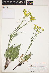 Image of Crepis acuminata