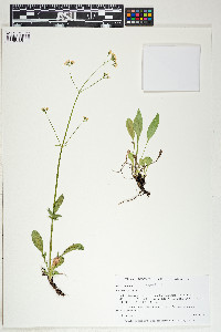 Valeriana dioica image