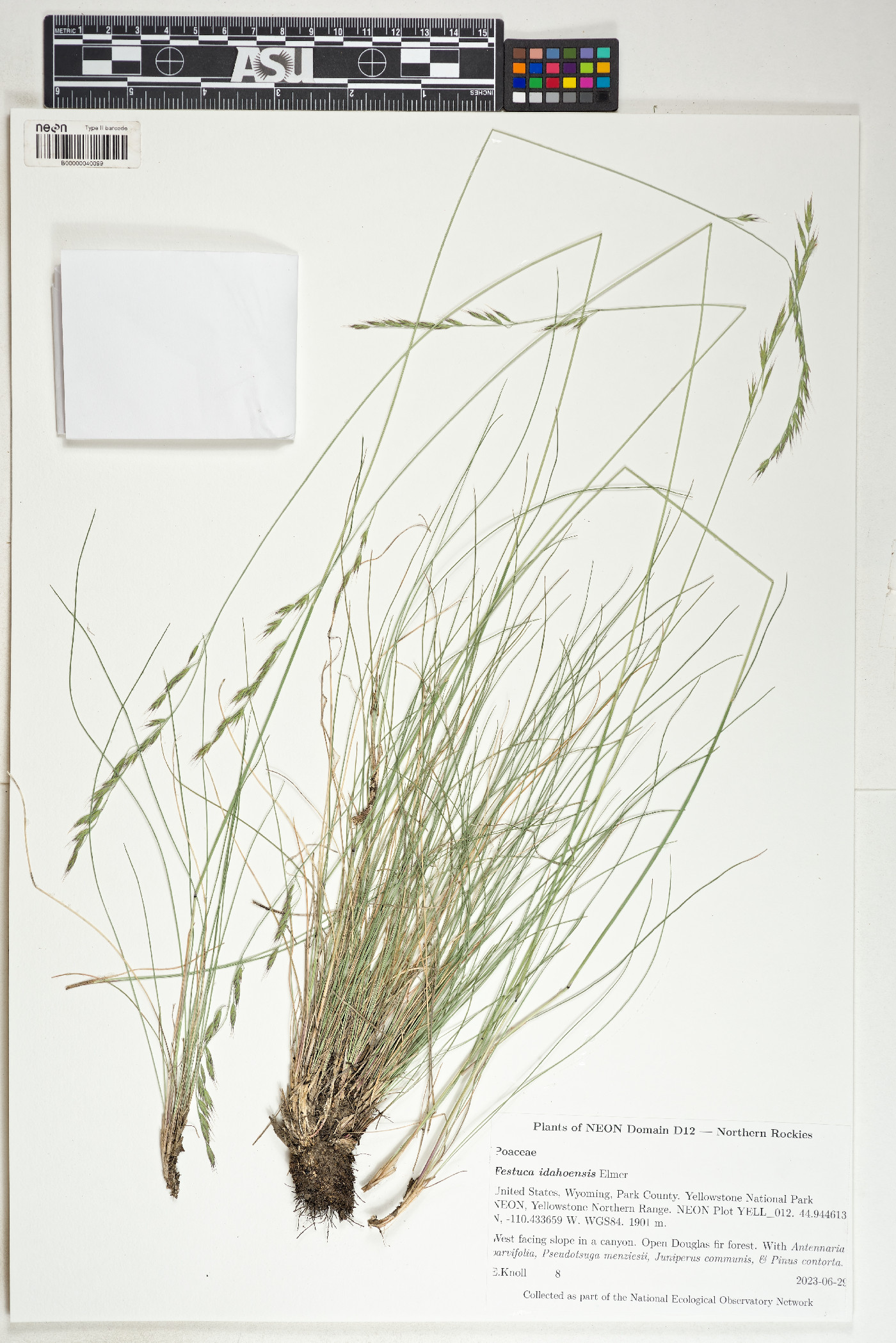 Festuca idahoensis image