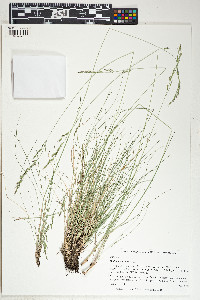 Festuca idahoensis image