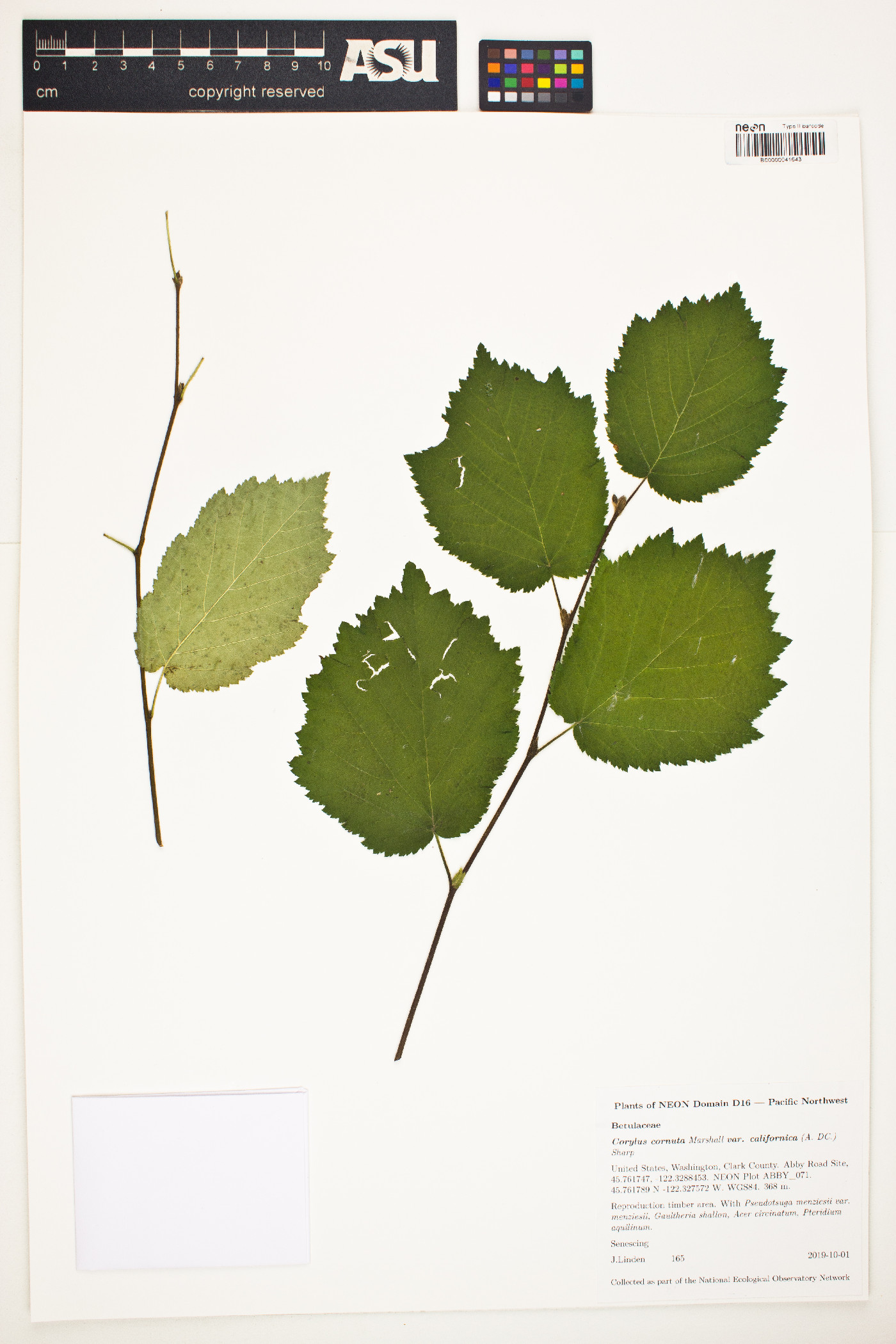 Corylus cornuta subsp. californica image