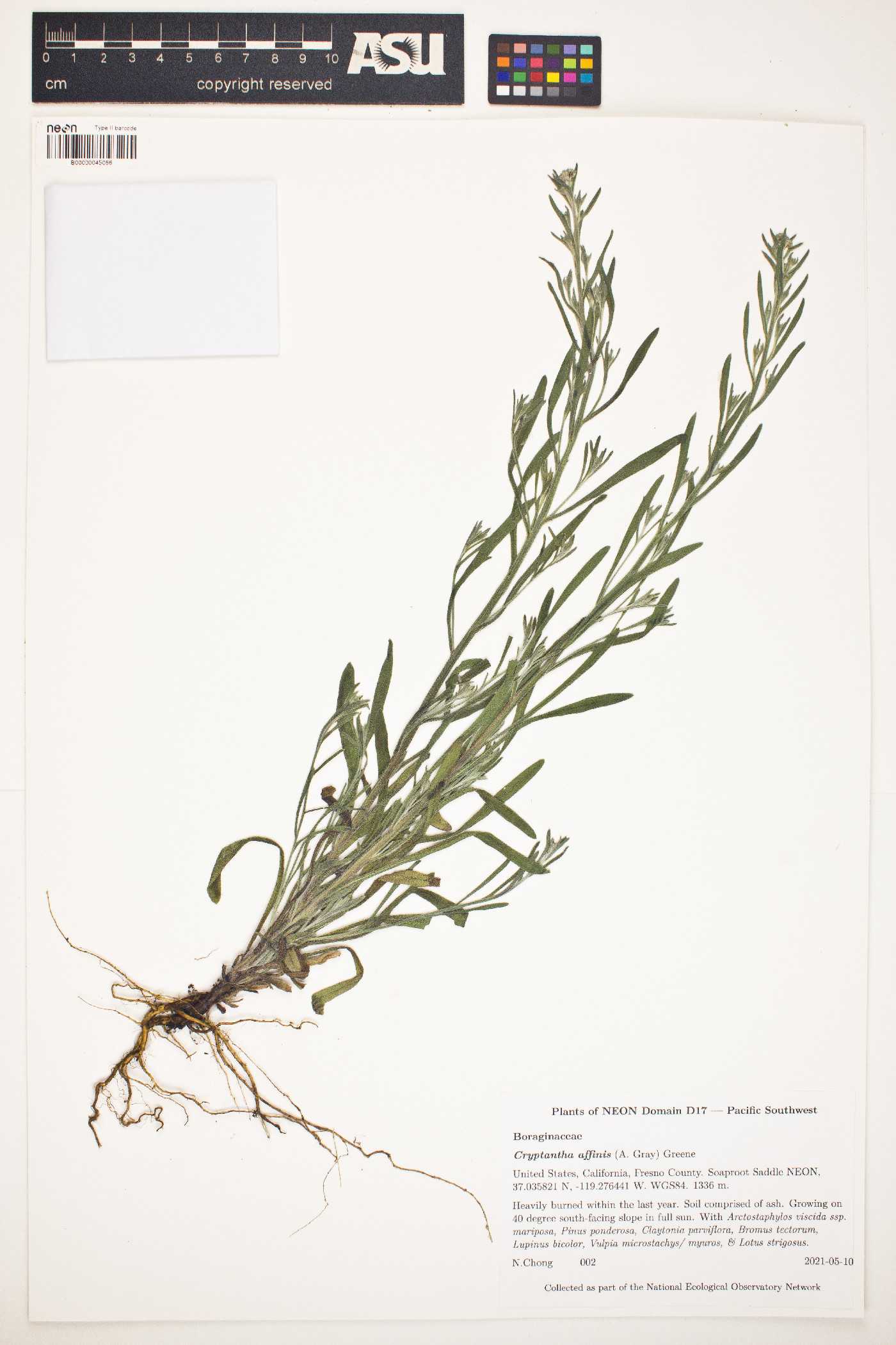 Cryptantha affinis image