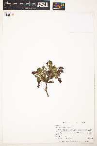 Image of Salix phlebophylla