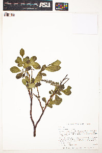 Image of Salix chamissonis
