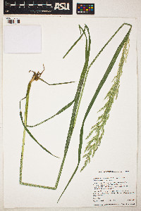 Image of Arctagrostis arundinacea