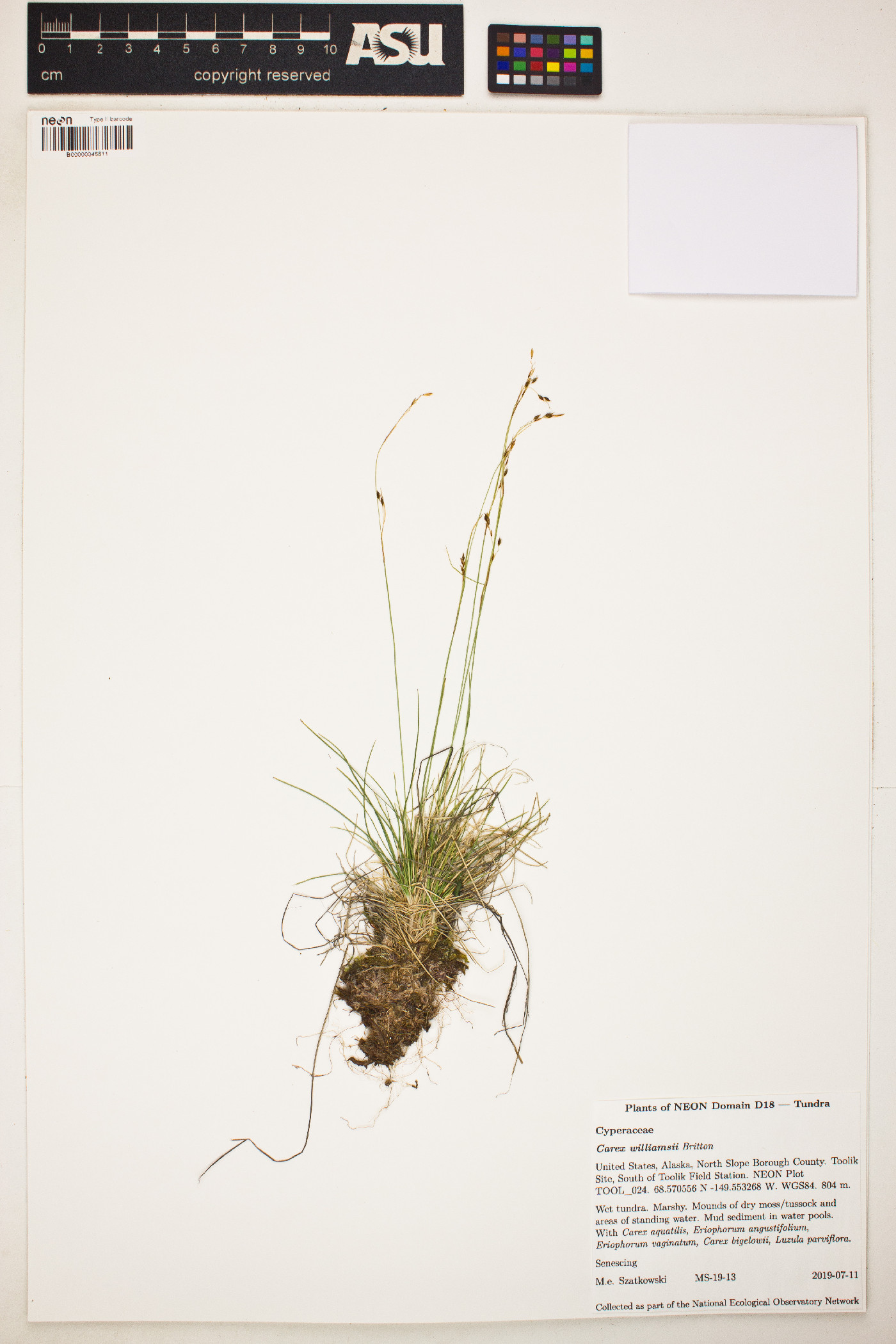 Carex williamsii image