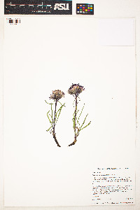 Image of Saussurea angustifolia