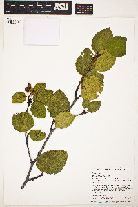 Alnus alnobetula subsp. alnobetula image