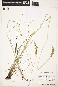 Image of Calamagrostis lapponica