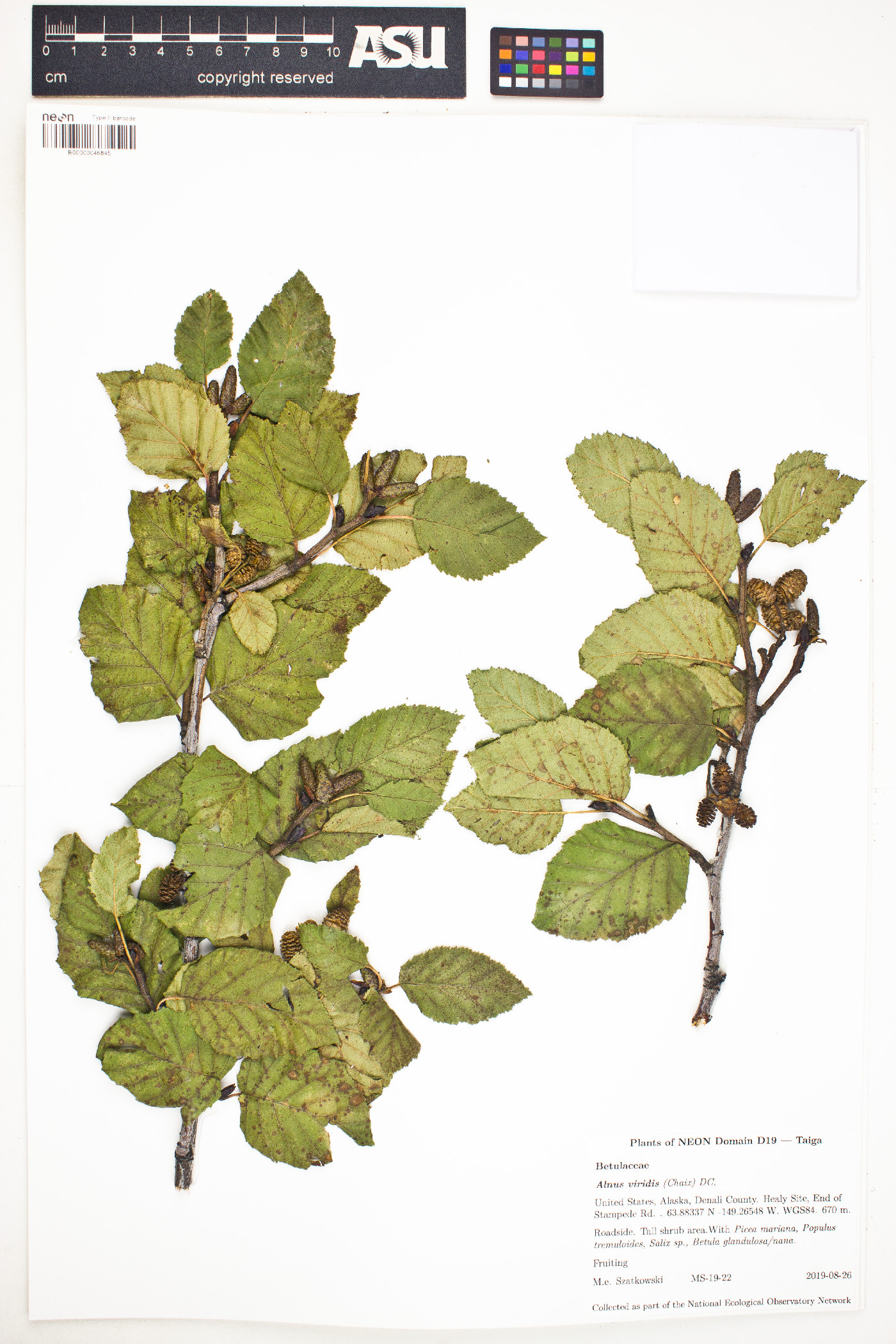 Alnus alnobetula image