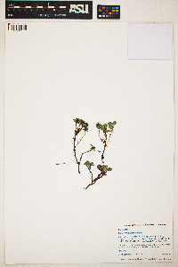Image of Salix rotundifolia