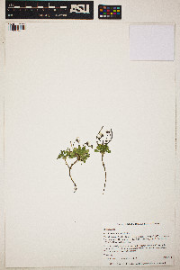 Image of Cardamine bellidifolia