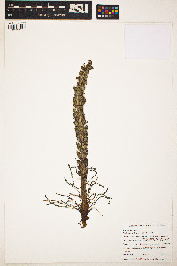Image of Pedicularis lanata