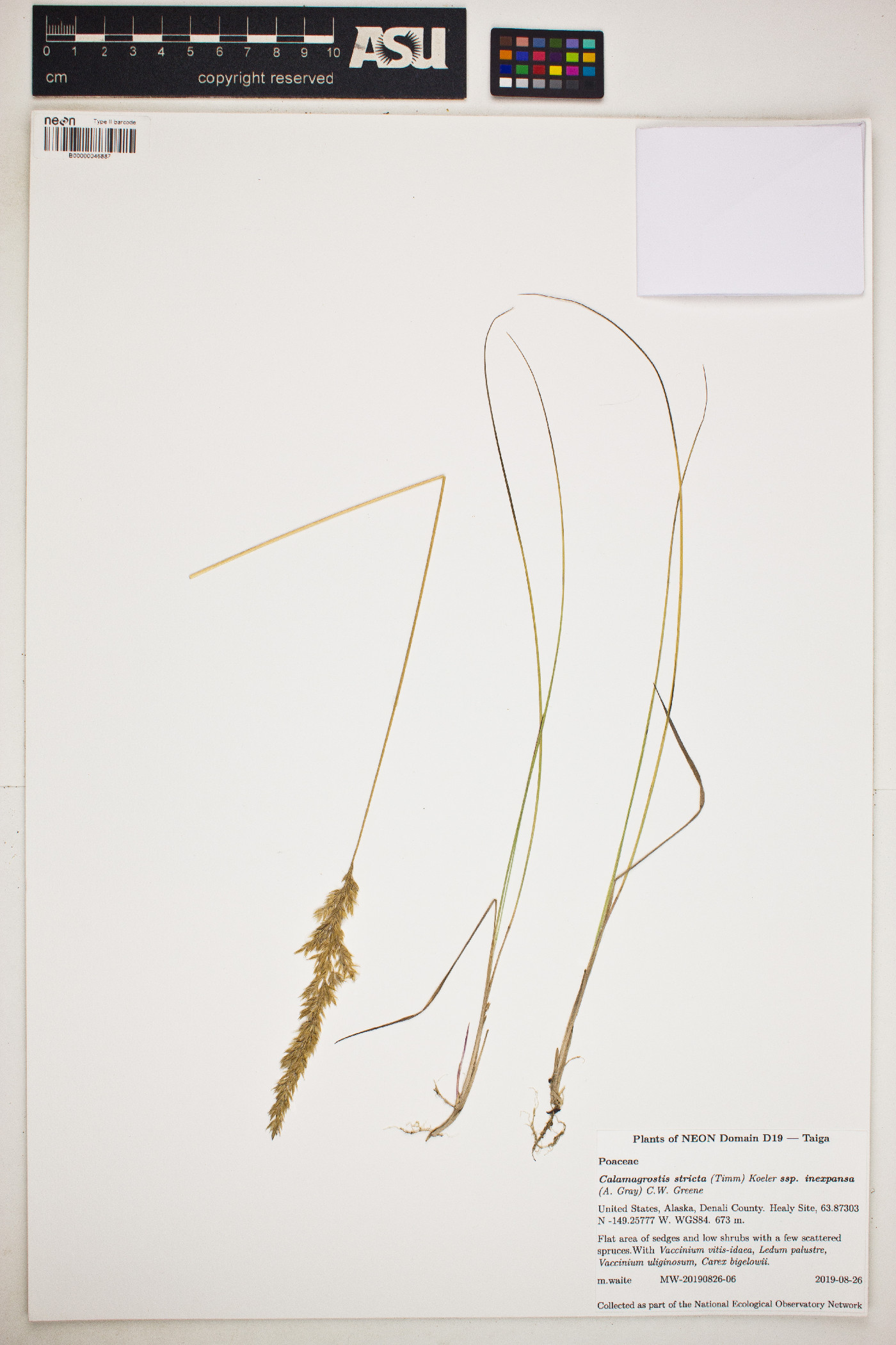 Calamagrostis inexpansa image