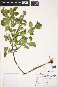 Symphoricarpos occidentalis image