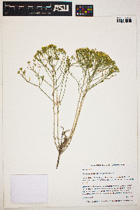 Gutierrezia sarothrae image