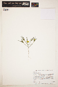 Pectis angustifolia image