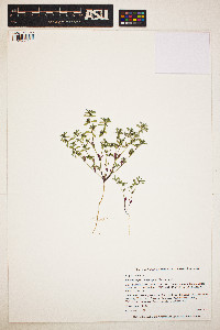 Image of Chamaesyce serpyllifolia