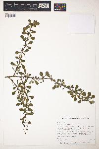 Berberis thunbergii image