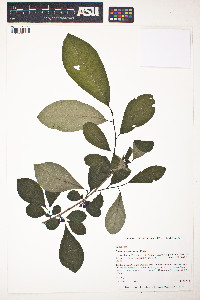 Lindera benzoin image