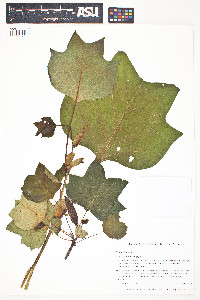 Liriodendron tulipifera image