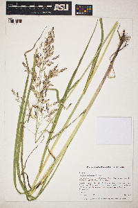 Sorghum halepense image