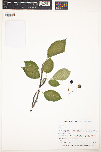 Image of Prunus avium