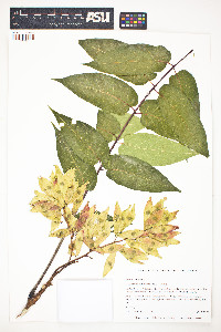 Ailanthus altissima image