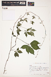 Parthenocissus quinquefolia image