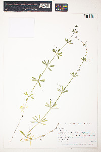 Galium aparine image