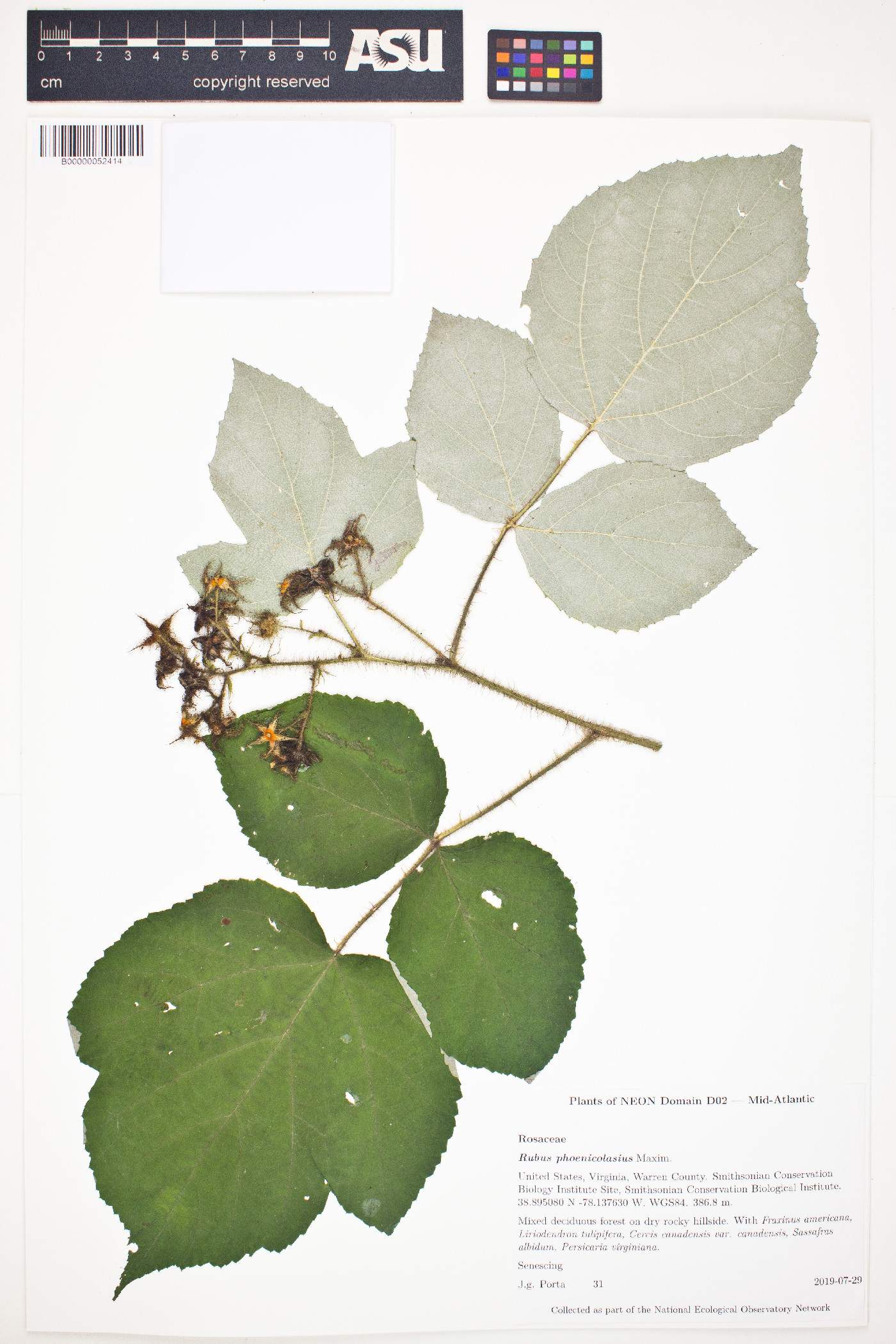 Rubus phoenicolasius image