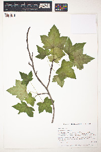 Liquidambar styraciflua image