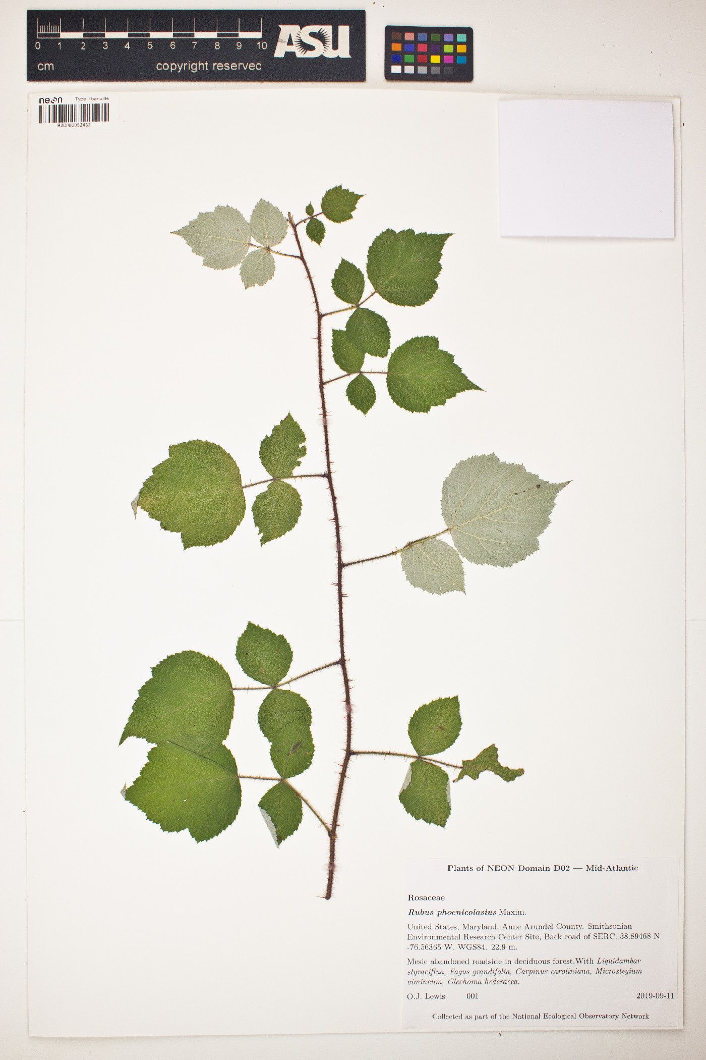 Rubus phoenicolasius image